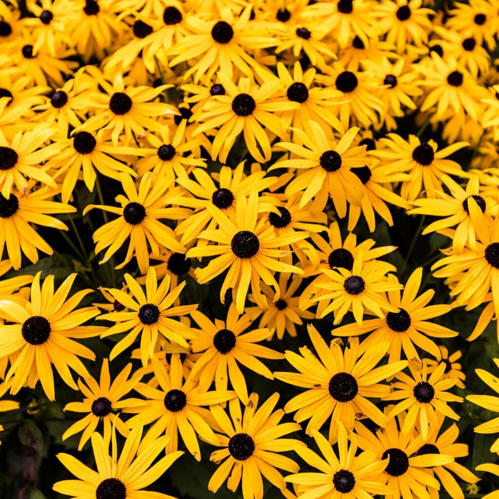 Blackeyed Susan flowers